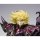 Bandai Saint Cloth Myth EX - Wyvern Rhadamanthys gambar 7
