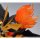Bandai NXEDGE STYLE [BRAVE UNIT] Genesic GaoGaiGar "The King of Braves GaoGaiGar Final" 图片 10