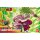 Bandai MG Figure-rise Standard - Legendary Super Saiyan Broly Plastic Model "Dragon Ball" image 13