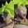 Bandai MG Figure-rise Standard - Legendary Super Saiyan Broly Plastic Model "Dragon Ball" image 9