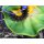 ques Q Touhou Project "The Closed Eye of Love" Koishi Komeiji 1/8 Complete Figure Bild 15