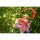 Emontoys [Bonus] Fox Spirit Matchmaker Honghong Tushan 1/8 Complete Figure Bild 8
