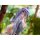 ques Q That Time I Got Reincarnated as a Slime Shion Changing Mode 1/7 Complete Figure image 14