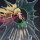 Bandai Namco Film Works ViVignette "BURN THE WITCH" Ninny Spangcole Complete Figure imagen 5
