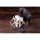 Hakoiri Musume Goblin Slayer II Sword Maiden 1/6 Complete Figure Bild 6