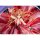 eStream [Bonus] Sword Art Online Asuna -Crystal Dress Ver.- 1/7 Complete Figure (SHIBUYA SCRAMBLE FIGURE Online Store, Amazon Exclusive) gambar 8