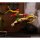 Jada Toys Street Fighter Action Figure 1/12 Scale Cammy gambar 7