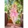 Otherwhere [Bonus] Houri Illustrated by DSmile 1/6 Complete Figure Deluxe Edition Bild 16