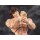 Storm Collectibles "Baki Hanma" 1/12 Scale Action Figure Baki Hanma 圖片 9