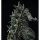 Aoshima PLAfig. No.PF-01 Godzilla (2023) Plastic Model Bild 8