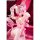 Hobby sakura Cane Bunny Girl illustration by Tuzhate 1/7 Complete Figure image 15