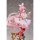 Hobby sakura White Rabbit Rosu Wonderland Ver. 1/7 Complete Figure รูปภาพ 7