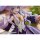 PROOF TV Anime "Wandering Witch: The Journey of Elaina" Elaina 1/7 Complete Figure 图片 9