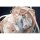 MAGI ARTS Chobits Chi 1/6 Complete Figure Deluxe Edition hình ảnh 3