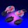 PeariA ROVER ROBIN Sinks Plant 9 Pits Cuttle Complete Figure image 3
