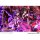 Prime 1 Studio PRISMA WING Date A Live Tohka Yatogami Succubus 1/7 Complete Figure Bild 5