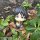 MegaHouse LookUp Attack on Titan Eren Yeager Mumutto Ver. Complete Figure image 15