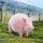 JXK Studio Plump & Round Fat Pig A Bild 10