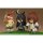Good Smile Company Nendoroid Umamusume Pretty Derby Manhattan Cafe image 9