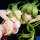 Union Creative "Code Geass: Lelouch of the Rebellion" C.C. Swimsuit ver. Complete Figure Bild 8