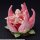 Sushing [Bonus] Articulated Base Series UBC-087 gambar 11