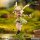 PR-Production [Bonus] Isekai Ryoko no Techo 04 Newbie Ranger Rebecca Hill Kit de Modelo Plástico imagen 7