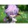 Myethos [Bonus] Genshin Impact Durin Language of Flowers and Travel Journal ver. Complete Figure image 9