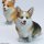 JXK Studio Sitting Corgi A 图片 5