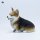 JXK Studio Sitting Corgi A 图片 9