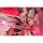 Poi2HUB Levia-san Succubus Academy Swimming Club 1/6 Complete Figure Deluxe Edition imagen 9