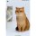 JXK Studio British Shorthair B รูปภาพ 3
