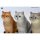 JXK Studio British Shorthair B รูปภาพ 6