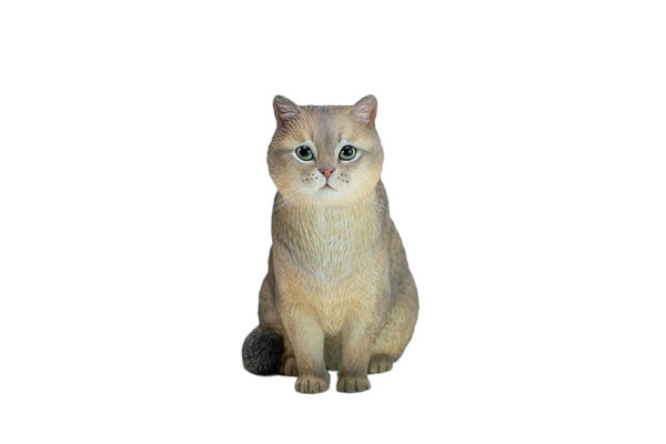JXK Studio British Shorthair C