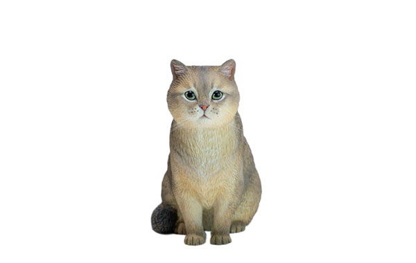 JXK Studio British Shorthair C รูปภาพ 1