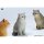 JXK Studio British Shorthair C รูปภาพ 3