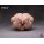 WIND TOYS 1/12 Titan Super Action Muscle Body รูปภาพ 11
