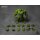 WIND TOYS 1/12 Titan Super Action Muscle Body Green Skin รูปภาพ 3