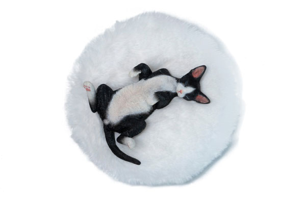 JXK Studio Relaxed Devon Rex C