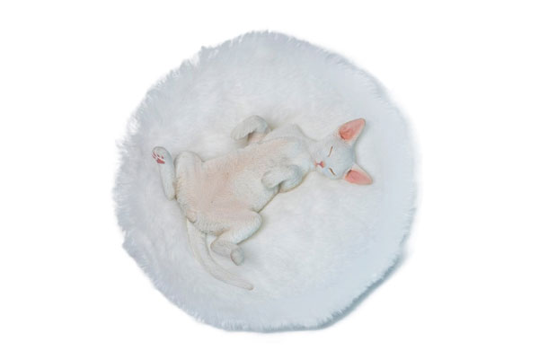 JXK Studio Relaxed Devon Rex D