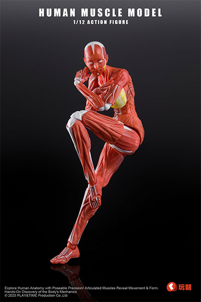 KEEPGOING Studio Human Muscle Model Female Ver. 1/12 Scale Posable Figure Red gambar 1