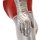 CCP JAPAN 1/6 Tokusatsu Series Ultraman Jack Ultra Bracelet Activated Ver. gambar 11