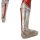 CCP JAPAN 1/6 Tokusatsu Series Ultraman Jack Ultra Bracelet Activated Ver. gambar 10