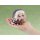 Good Smile Company POP UP PARADE Trickcal: Chibi Go Speaki Complete Figure รูปภาพ 11