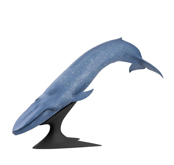 kaiyodo kochi Blue Whale National Museum of Nature and Science Permanent Exhibition (Outdoor Exhibit) Complete Figure รูปภาพ 1