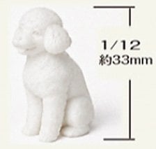Asuka Model Toy Poodle sitting รูปภาพ 1