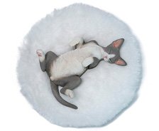 JXK Studio JXK Studio Relaxing Devon Rex A (Fashion Doll)