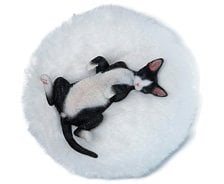 JXK Studio JXK Studio Relaxing Devon Rex C (Fashion Doll) image 1