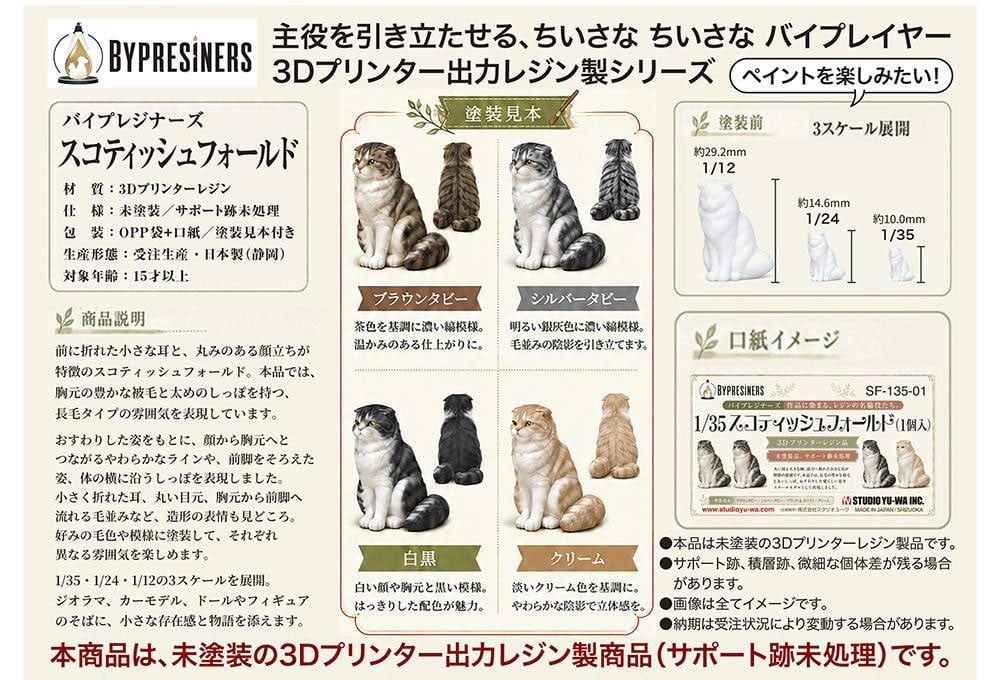 Asuka Model Scottish Fold รูปภาพ 3