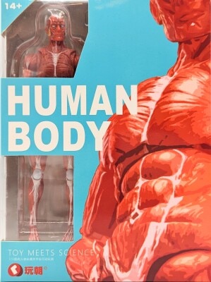 Toyasa 1/12 TOY MEETS SCIENCE HUMAN BODY