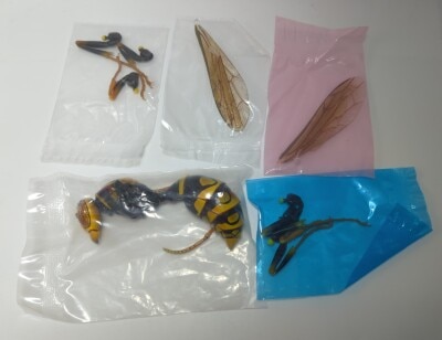 Bandai Animal Encyclopedia Advance: Paper Wasps and Bulldog Ants, Yellow Paper Wasps รูปภาพ 1